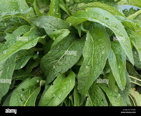 Gros plan sur des feuilles de consoude