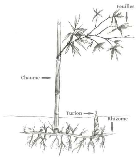 Illustration de racines de bambou envahissantes