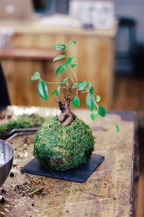 Kokedama avec sphaigne