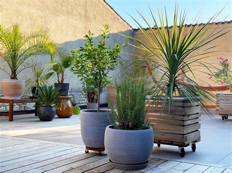 Terrasse aménagée avec des plantes en grands pots résistants