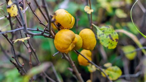 Fruits de cognassier du Japon déformés par la tavelure