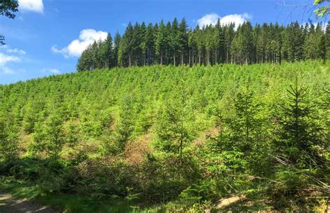 Plantation de jeunes douglas