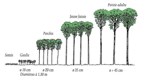 Comparaison futaie régulière et futaie irrégulière
