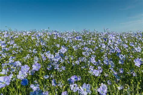 Champ de lin en fleurs