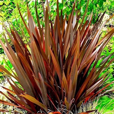Lin de Nouvelle-Zélande (Phormium) aux feuilles colorées