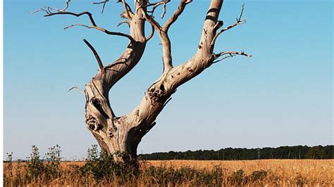 Arbre mort dans la nature avec des branches blanchies par le soleil