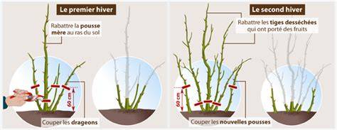 illustration de la taille d'hiver des framboisiers