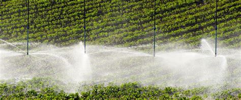 Schéma comparatif entre l'arrosage de surface par aspersion et l'irrigation localisée par goutte-à-goutte