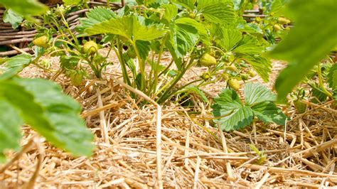 Paillage d'un potager