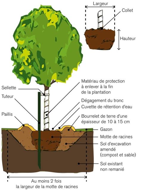 Schéma de la structure d'une fosse de plantation pour arbre fruitier avec couche de drainage et cuvette d'arrosage