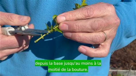 Illustration du processus d'enracinement d'une bouture