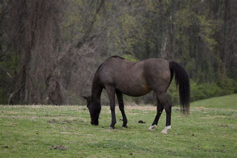 Cheval broutant dans un pâturage verdoyant