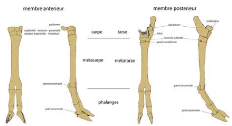 Anatomie comparée des pattes antérieures d'une courtilière