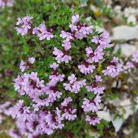 massif de thym serpolet en fleur