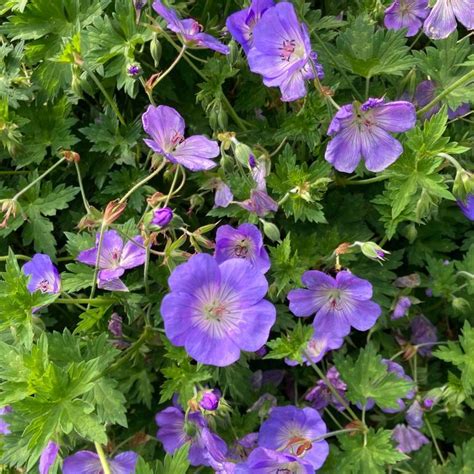 Géranium Rozanne en pleine floraison dans un jardin