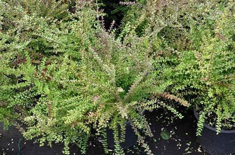 Schéma des besoins en lumière et en eau du Lonicera nitida 'Ernest Wilson'