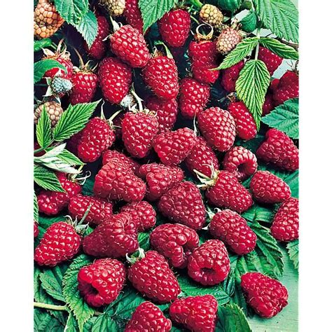 Plan rapproché d'un pied de framboisier Twotimer Sugana Red chargé de fruits rouges mûrs