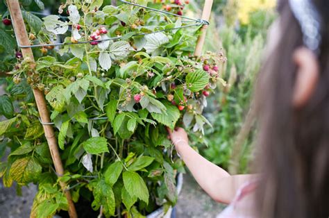Vue d'ensemble d'un potager intégrant une haie de framboisiers avec des fleurs compagnes