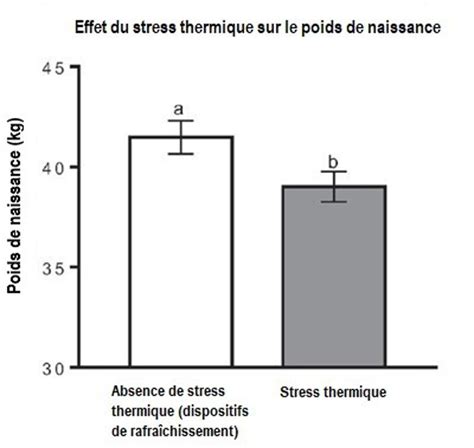 Schéma explicatif du stress thermique sur les graminées