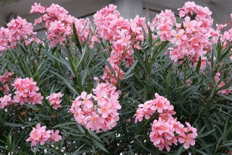 Variétés de fleurs de laurier rose (simples, doubles, triples)