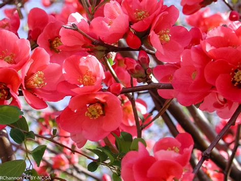Fleur de Cognassier du Japon 'Cameo' de couleur saumon