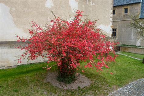 Arbuste de Cognassier du Japon 'Cameo' en pleine floraison saumonée