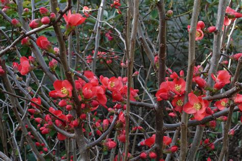 Gros plan sur les épines d'une branche de Cognassier du Japon