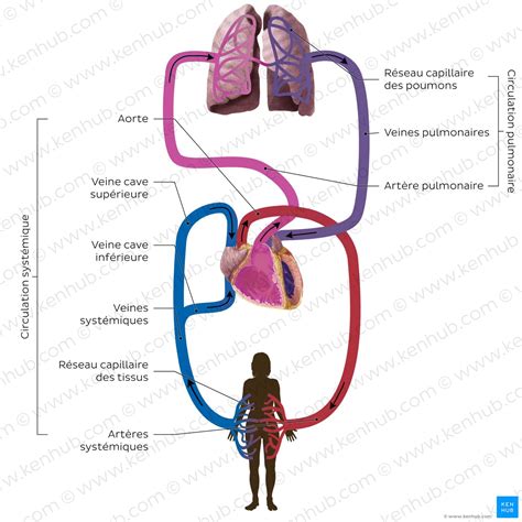 Schéma des bienfaits du karkadé sur le système rénal et cardiovasculaire