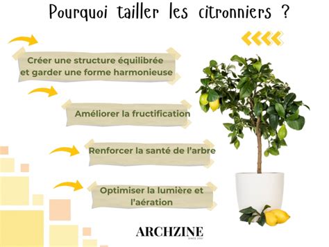 Illustration des étapes de la taille annuelle d'un citronnier