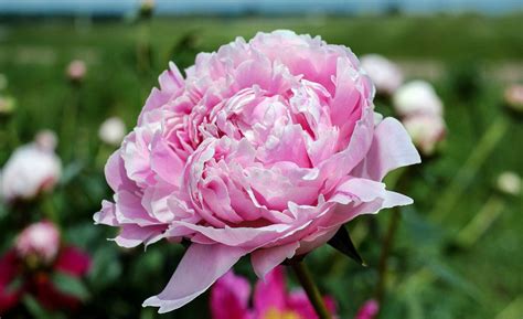Photographie macro d'une fleur de pivoine en pleine floraison, symbolisant la richesse et la prospérité.