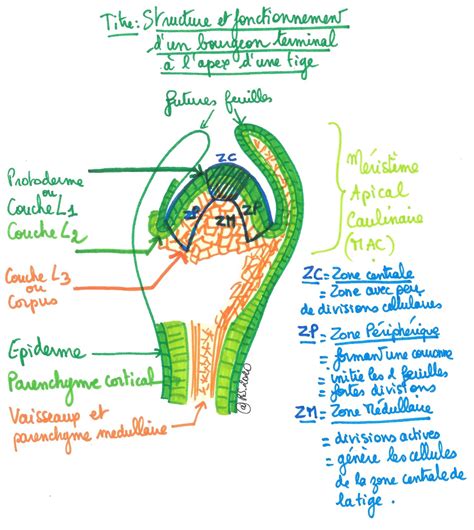 Schéma illustrant la structure d'un méristème apical et son prélèvement en laboratoire