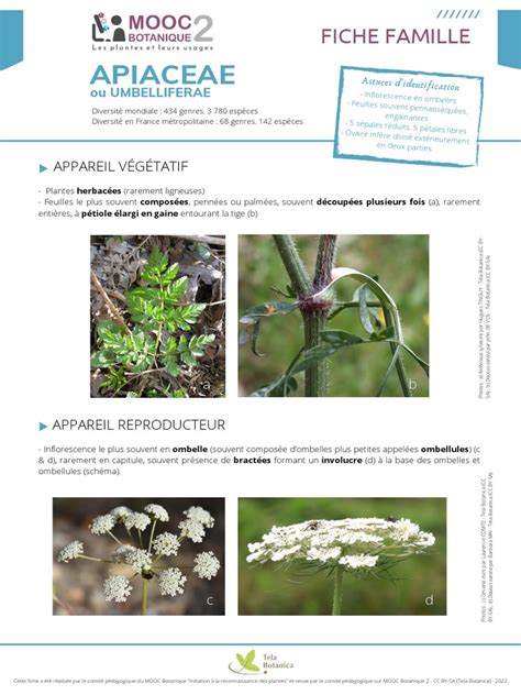 Illustration de la famille des Apiacées avec des exemples de plantes comestibles et toxiques