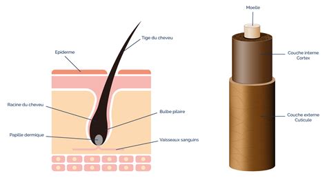 Schéma comparatif de la structure d'un cil et d'un cheveu