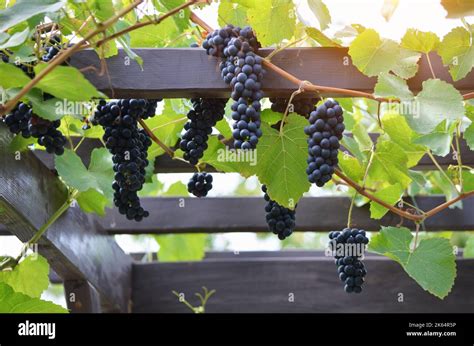 Grappes de raisin mûr sur une treille de pergola