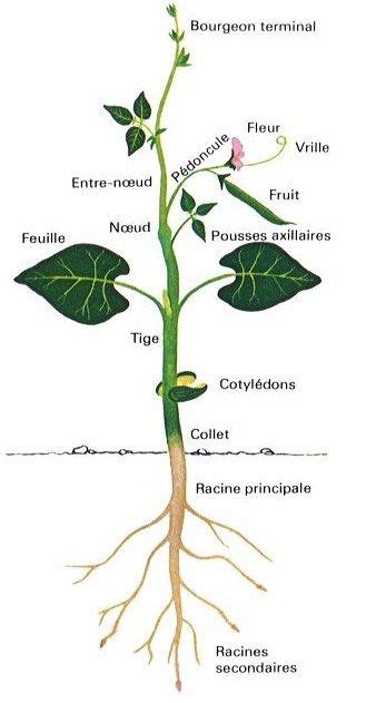 Illustration botanique d'un plant de haricot, montrant les racines, la tige grimpante et les gousses