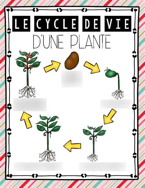 Infographie montrant le cycle de vie d'une plante et les outils nécessaires aux enfants