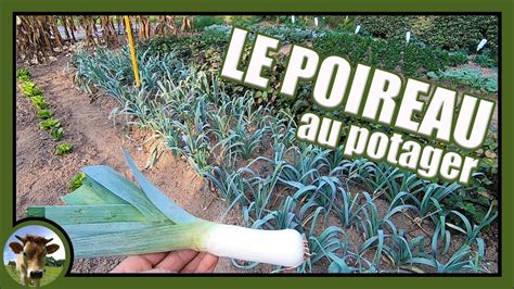 Plan de poireau prêt à être habillé et mis en terre