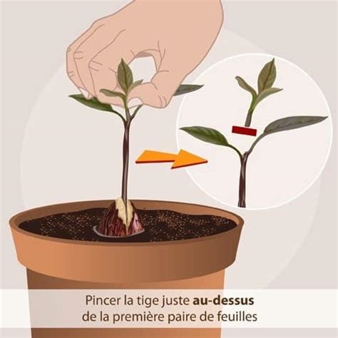 schéma illustrant la technique de cueillette : pincer la tige entre l'index et le pouce au-dessus du fruit