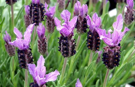 Lavande papillon en fleurs
