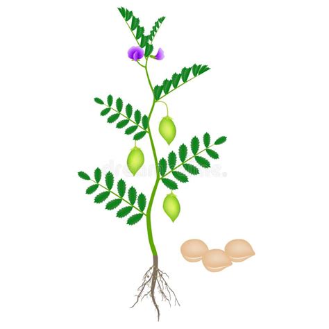 Illustration d'un plant de pois chiche en pleine croissance avec ses gousses caractéristiques