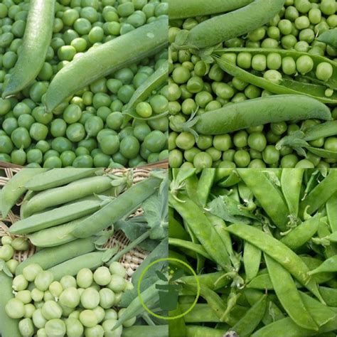 Tableau comparatif des types de pois (nains, à rames, mange-tout, à écosser) avec leurs caractéristiques