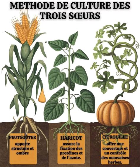 Schéma illustrant l'association des Trois Sœurs (maïs, haricots, courges) en permaculture