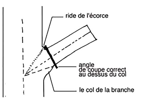 Diagramme montrant l'angle de coupe correct sur une branche
