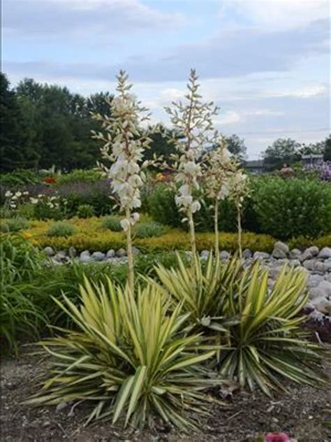 Yucca filamentosa en jardin sec