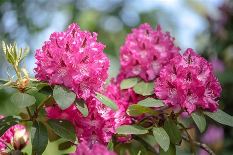 Photographie en gros plan d'une fleur de Rhododendron Chevalier Felix De Sauvage montrant les macules pourpres