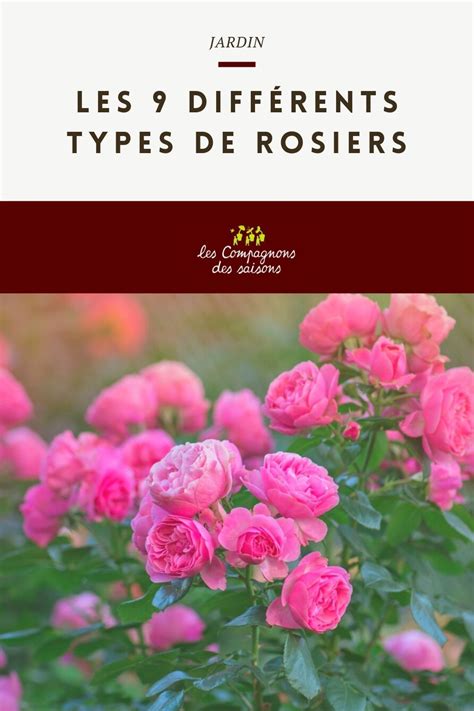 Infographie comparant les besoins en exposition de différents types de rosiers