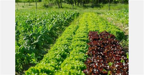 Vue panoramique d'un champ maraîcher en agriculture biologique en Bretagne