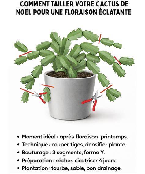 Technique de taille des chaumes pour densifier le feuillage