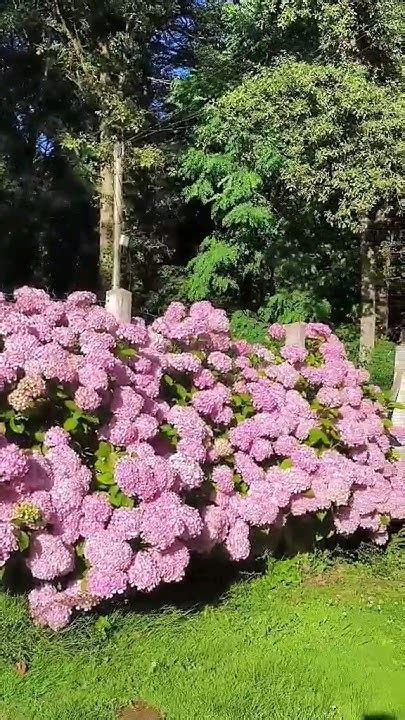 Hortensias roses en pleine floraison