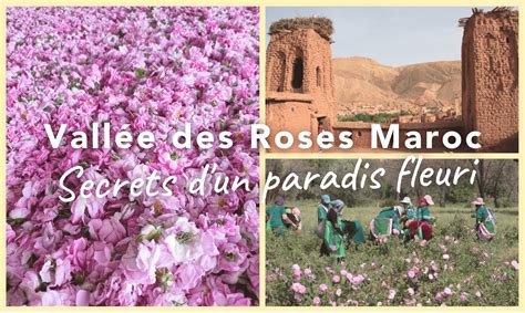 Schéma illustrant l'emplacement des trois fleurs roses et des sols fissurés dans la Promenade